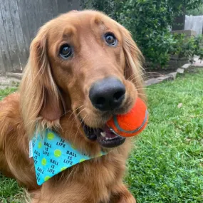 Ball is LIFE Aqua Dog Bandana